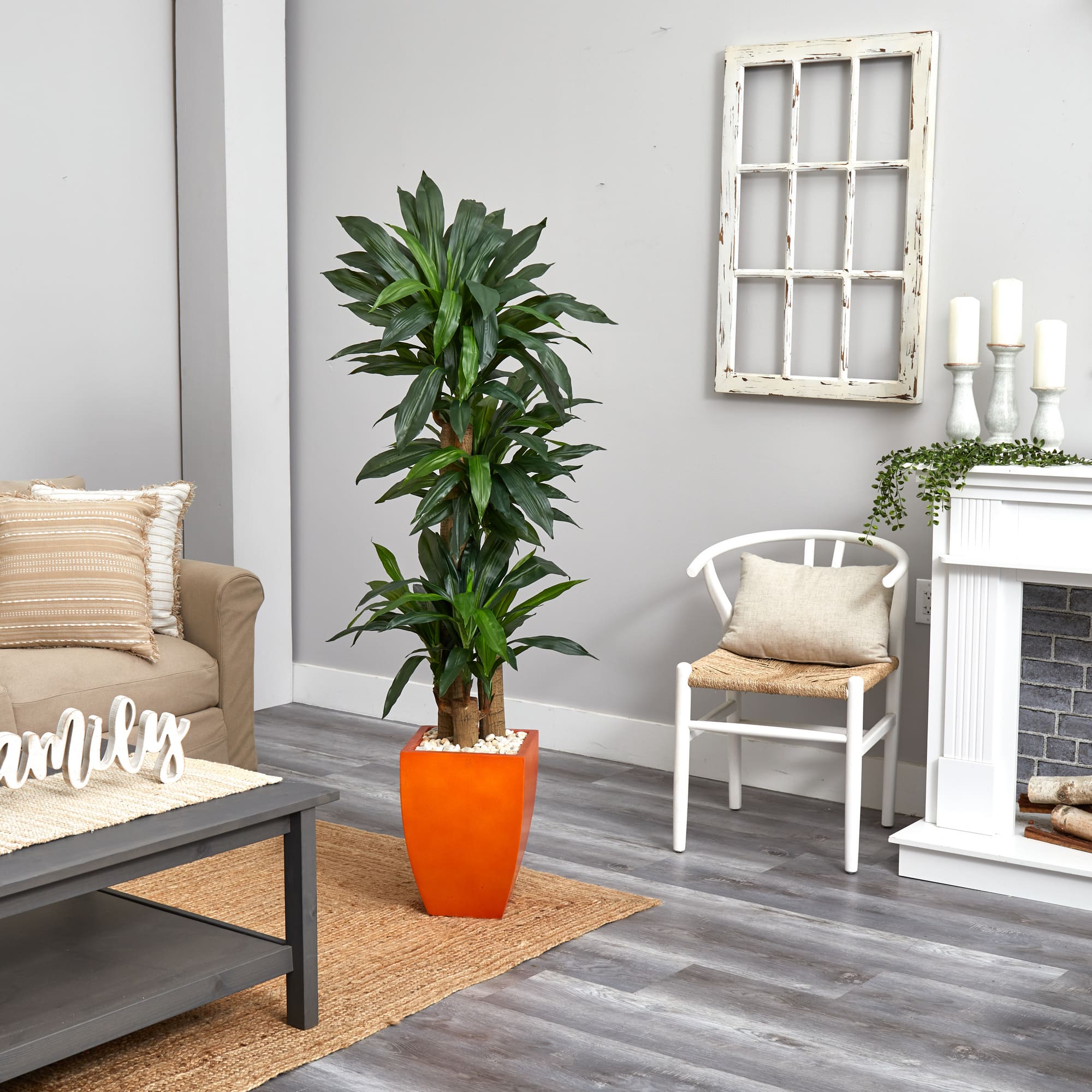 5.5ft. Dracaena Plant in Orange Planter
